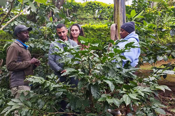 Traditional Tanzanian coffee roasting on open fire